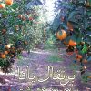 برتقال يافا ياسمين دمشق, مجاهد مدراوي, رواية عربية, أدب معاصر, كتب عربية, رواية